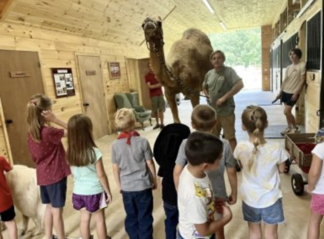 Children watching a camel in a barn.