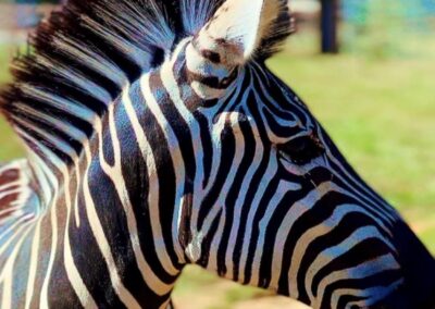 Zebra with distinctive stripes at a farm.