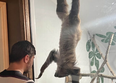 Sloth hanging upside down in a glass enclosure.