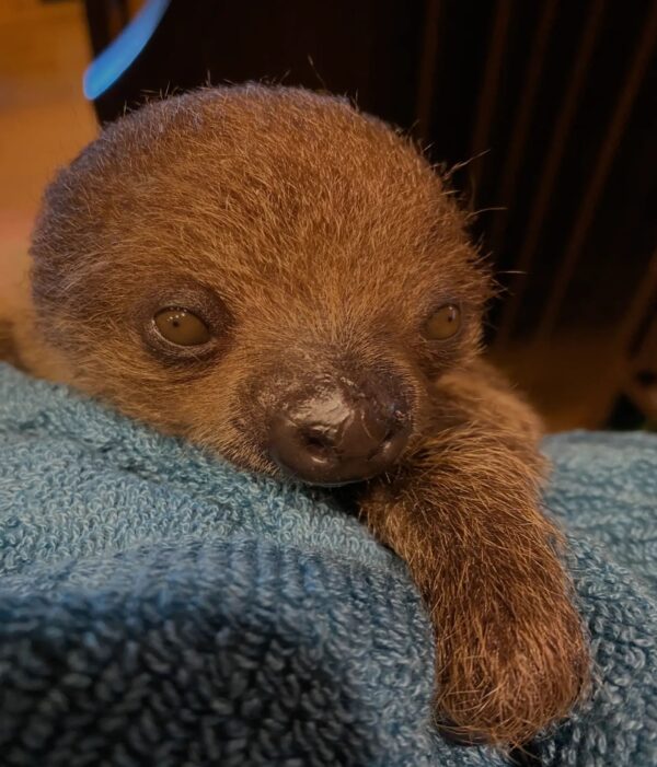 Cute baby sloth resting on a blue blanket.