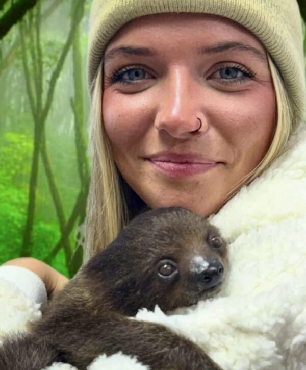 Baby Sloth Cuddles - Image 3