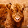 Mini Moo Sessions