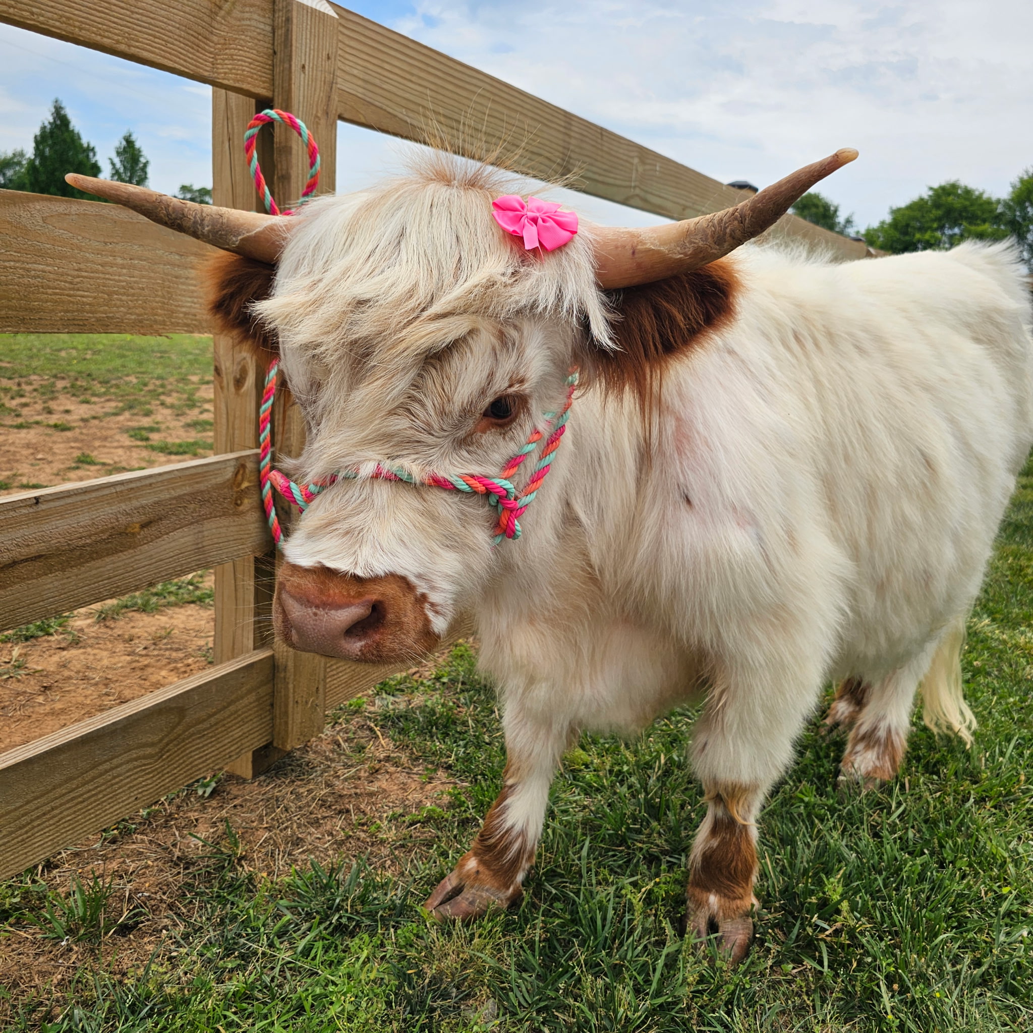 Mini-Moo & Petting Zoo