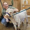 Woman happily washing a small calf.