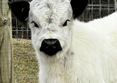 Furry cow standing near a wire fence.