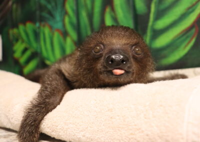Sloth resting on a towel, tongue out.