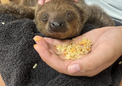 Sloth being fed while wrapped in towel.