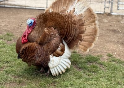 Brown turkey standing on grass, displaying feathers.
