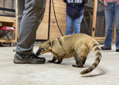 Coati sniffing person's shoe indoors.