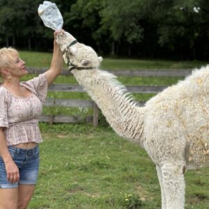 bottle feed baby camel