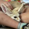Fennec Fox - Image 4