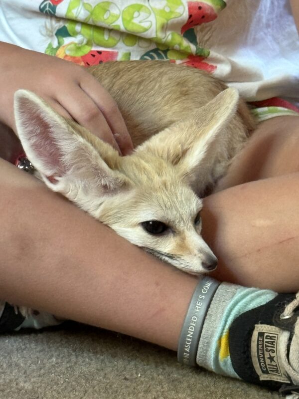 Fennec Fox - Image 4