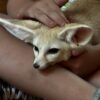 Fennec Fox - Image 5
