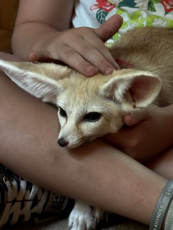 Fennec Fox - Image 5