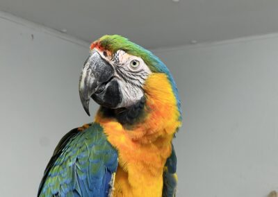 Colorful parrot with vibrant feathers indoors.