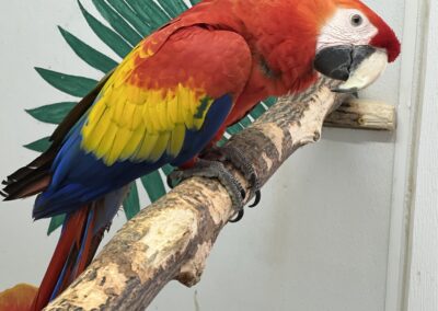 Colorful parrot perched on a wooden branch.