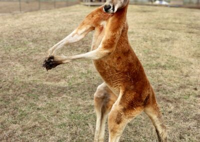 Kangaroo standing on grass with trees behind.