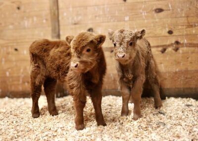 Two fluffy calves standing on wood shavings.