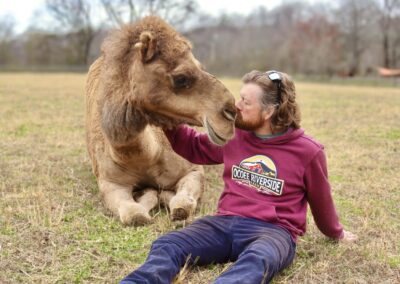 Man sitting with camel in a field.