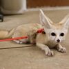 Fennec fox on a red leash indoors.