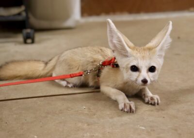 Fennec fox on a red leash indoors.