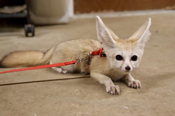 Fennec fox on a red leash indoors.