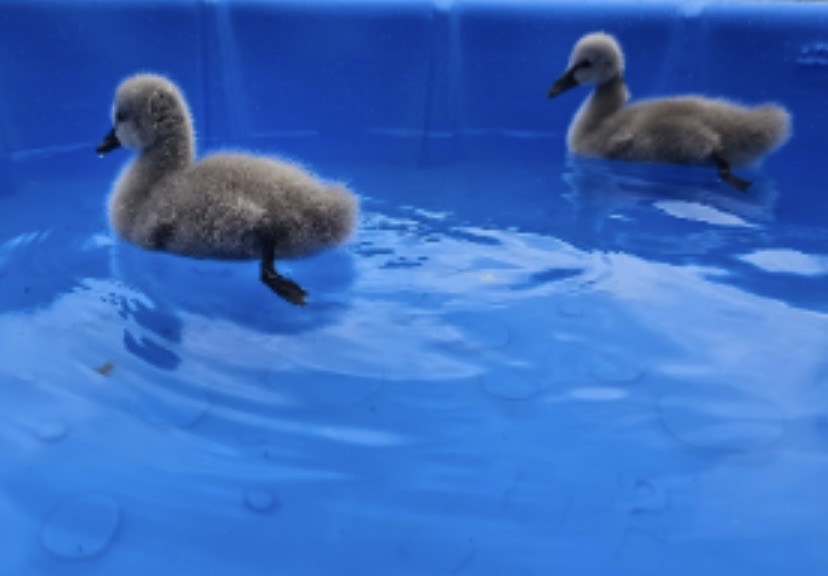 Baby Swan Swimming - Image 5