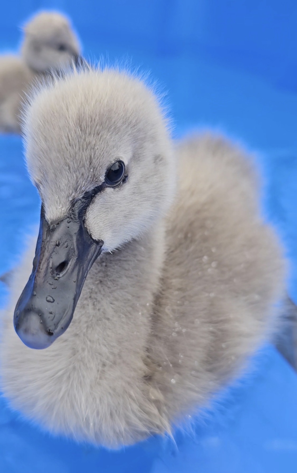 Baby Swan Swimming