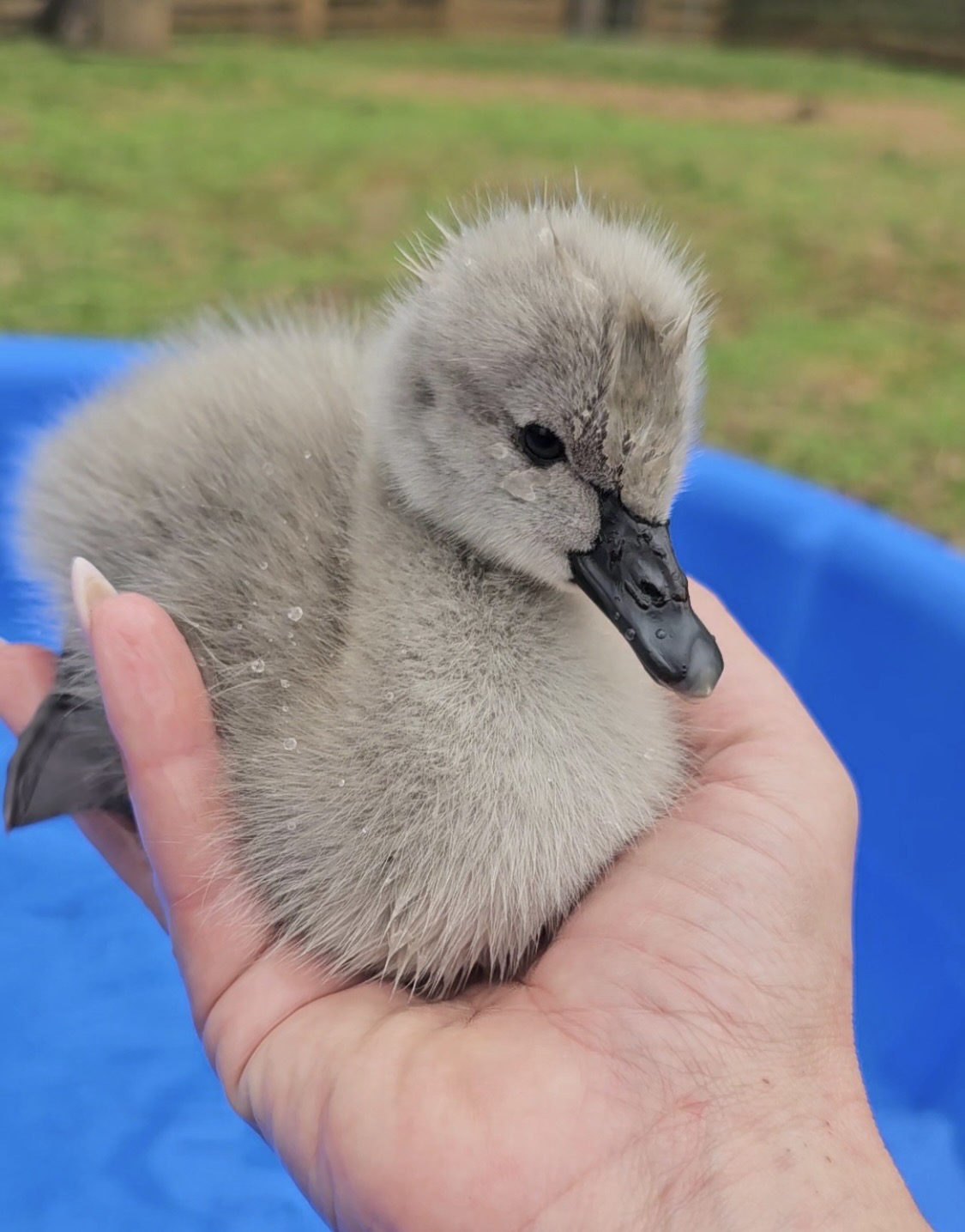 Baby Swan Swimming - Image 3