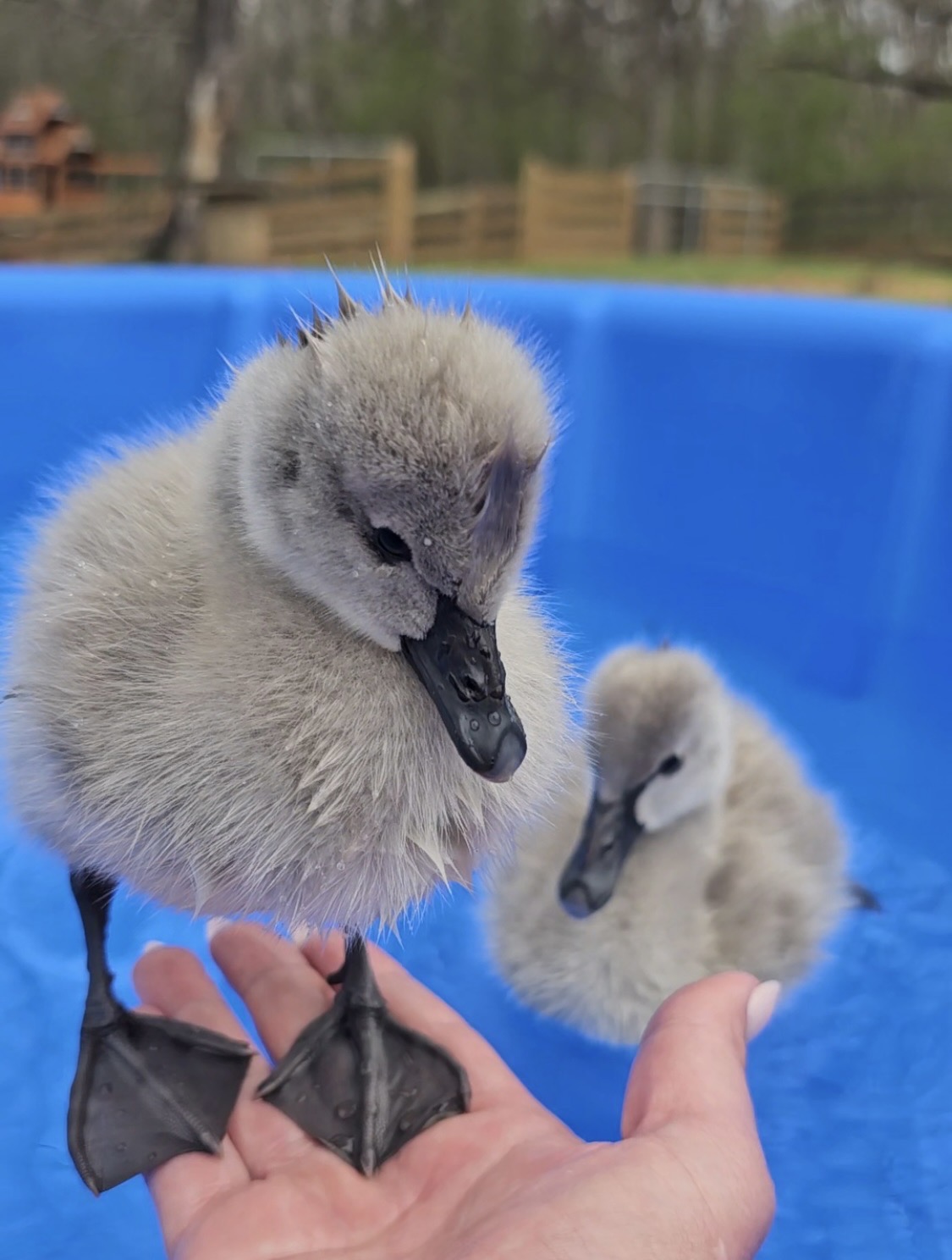 Baby Swan Swimming - Image 4